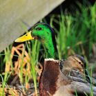 Enten in der Sonne 2