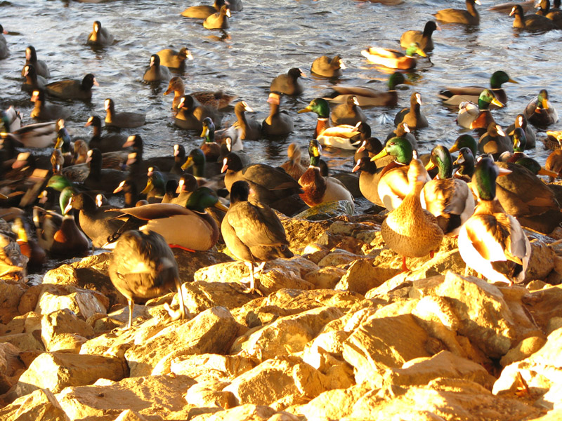 Enten in der Sonne