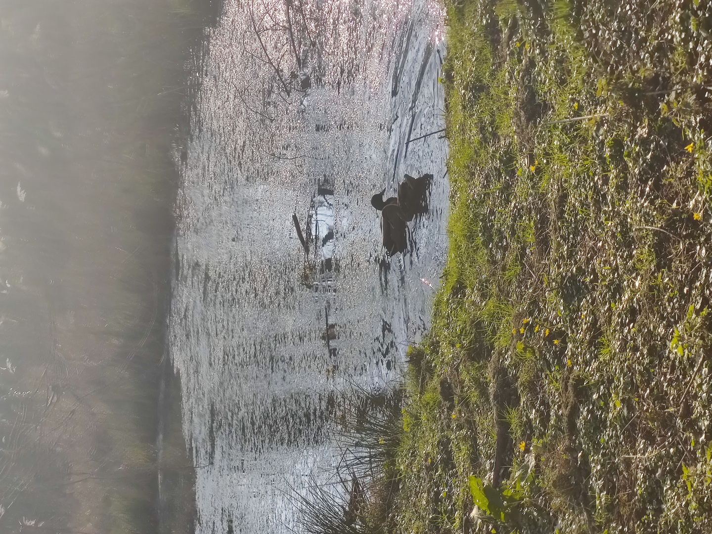 Enten in der Sonne 