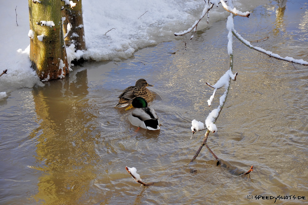 Enten in der Zenn