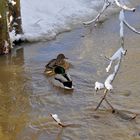 Enten in der Zenn