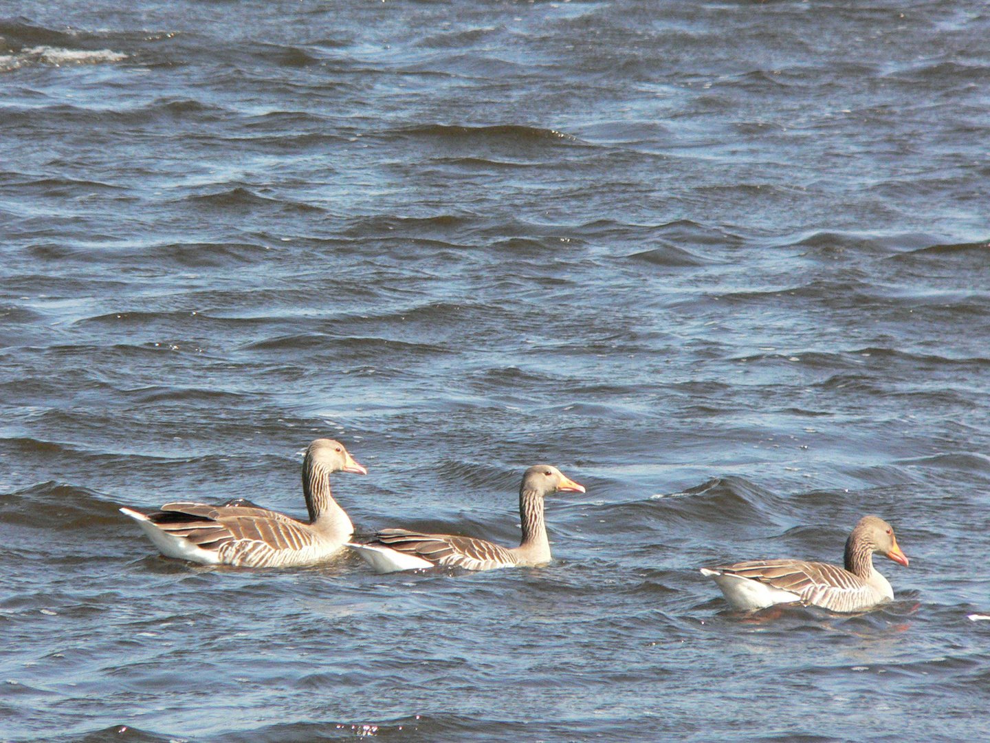 Enten in Einfeld