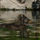 Enten in Eintracht