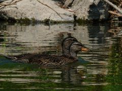 Enten in Eintracht