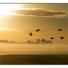 Enten in frühen morgen