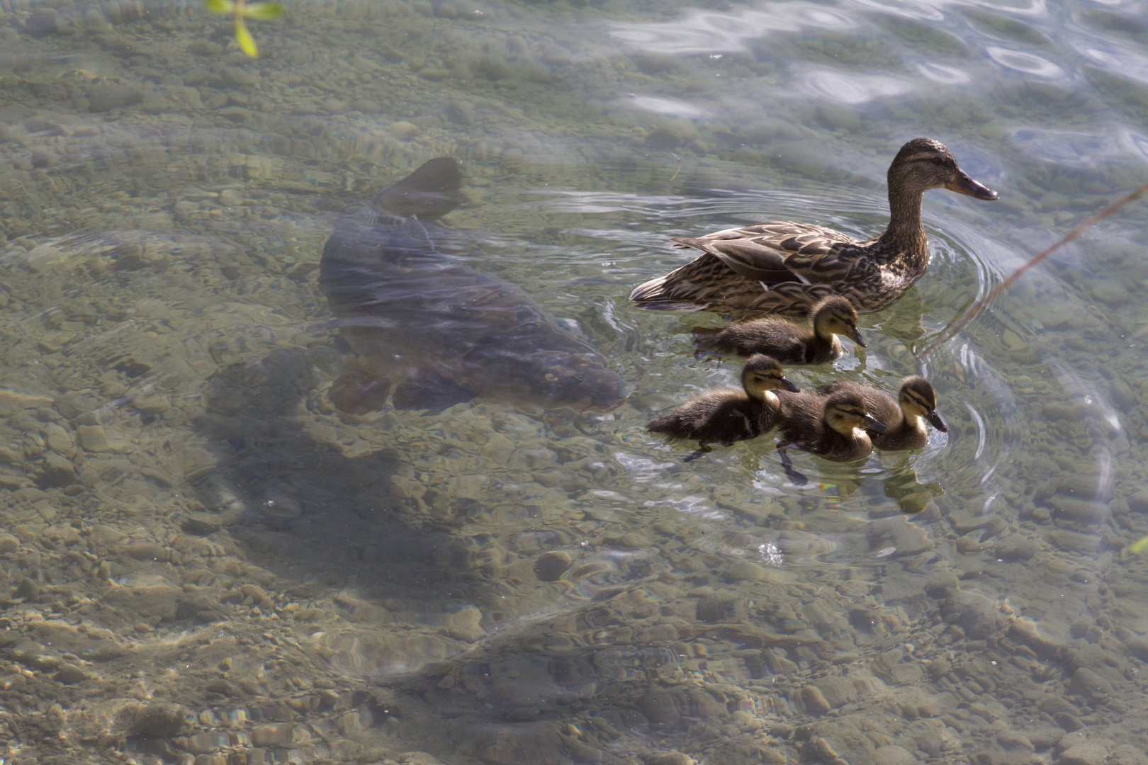 Enten in Gefahr