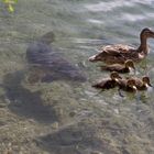 Enten in Gefahr