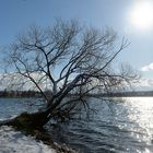 Enten in gleisender Wintersonne