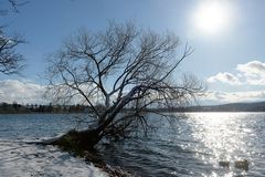 Enten in gleisender Wintersonne