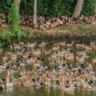 Enten - In grosser Schar