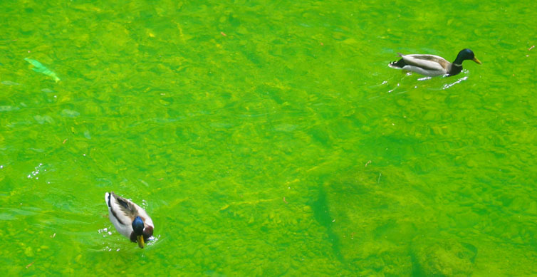 enten in grünem wasser