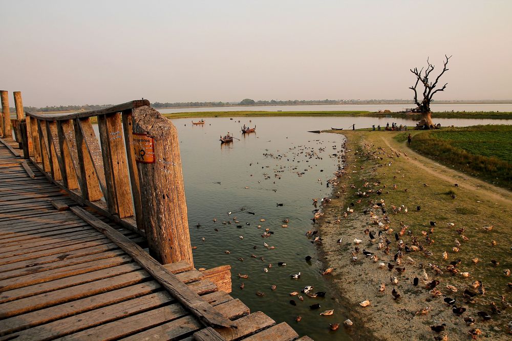 Enten in Myanmar