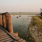 Enten in Myanmar