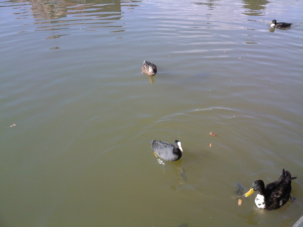 Enten in Oberhausen