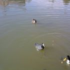 Enten in Oberhausen