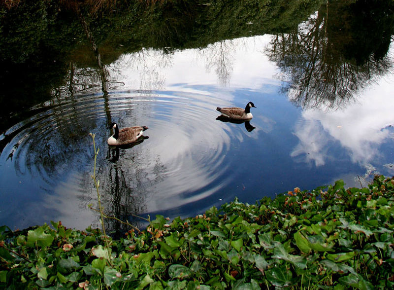 Enten in Scontney