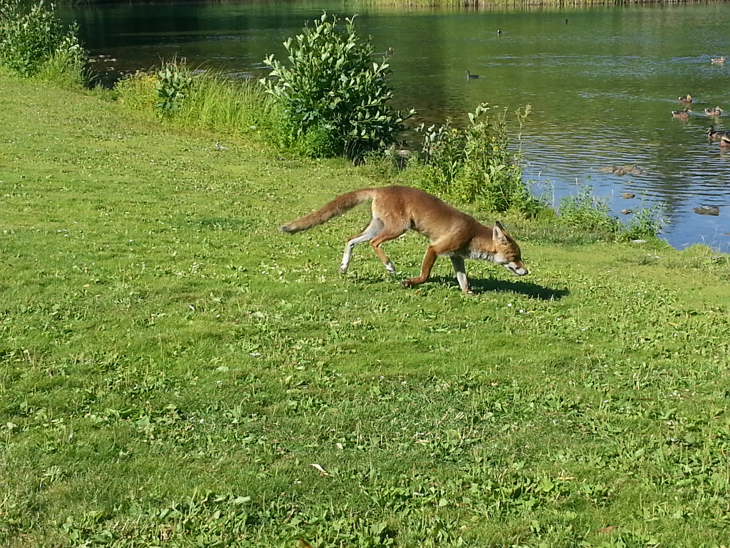 Enten in Sicherheit