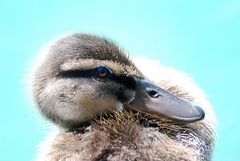 Enten in Sirmione 2