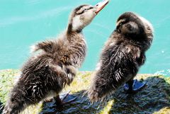 Enten in Sirmione 3