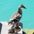 Enten in Sirmione