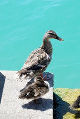 Enten in Sirmione