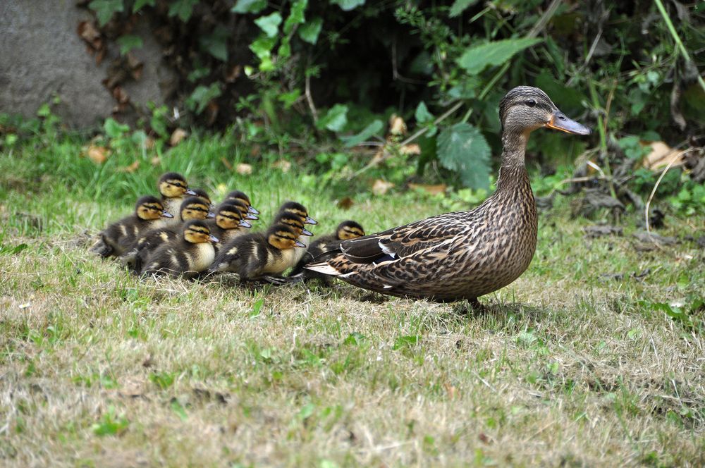 Enten in Styrum