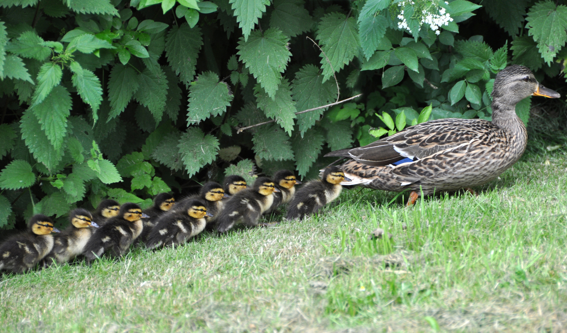 Enten in Styrum (dieses Foto ist echt, keine Fälschung!)