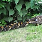 Enten in Styrum (dieses Foto ist echt, keine Fälschung!)