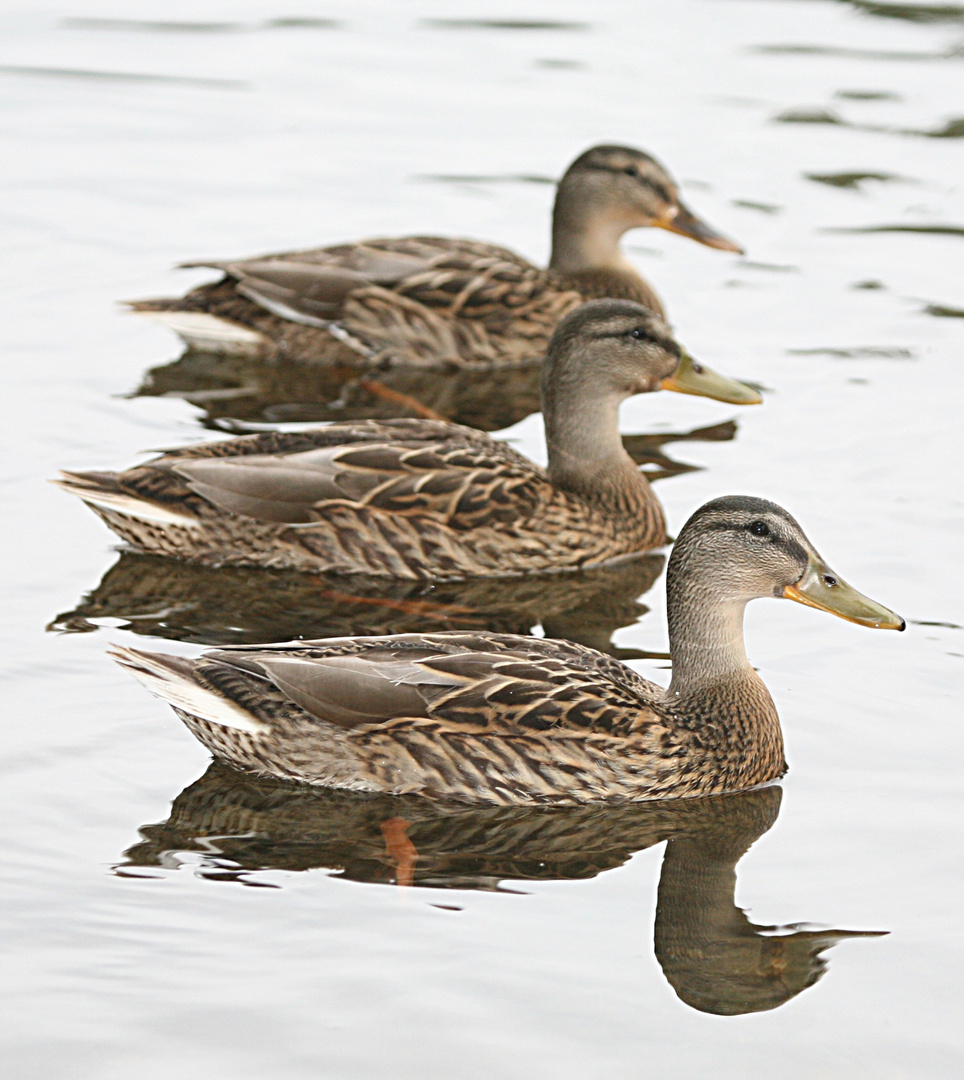 Enten in Sundern-Amecke