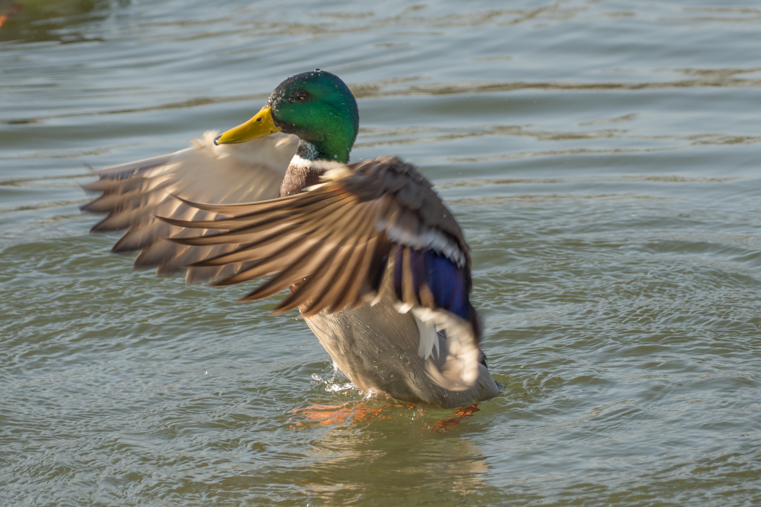 Enten in Veitshöchheim