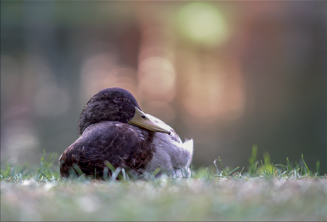 enten in wegberger park ...