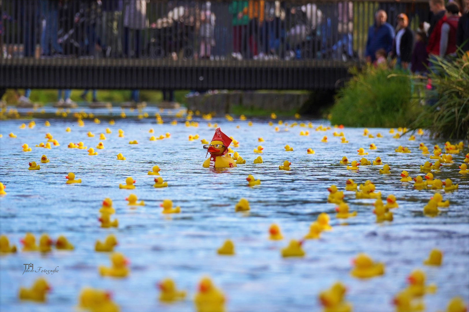 Enten Invasion