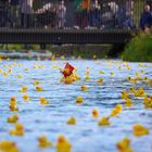 Enten Invasion