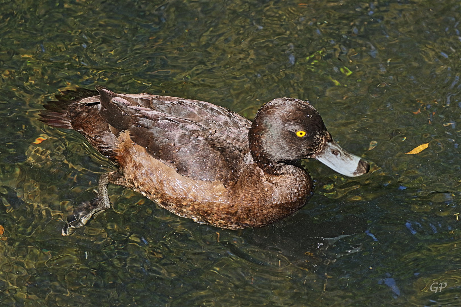 Enten IV