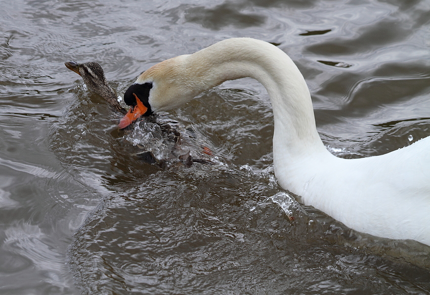 Enten - Jagd