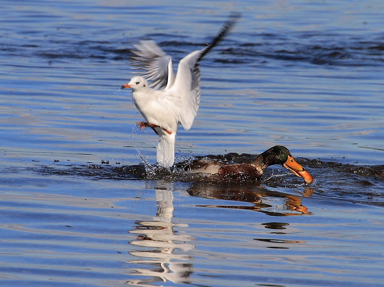 Enten jagen macht Spaß ......