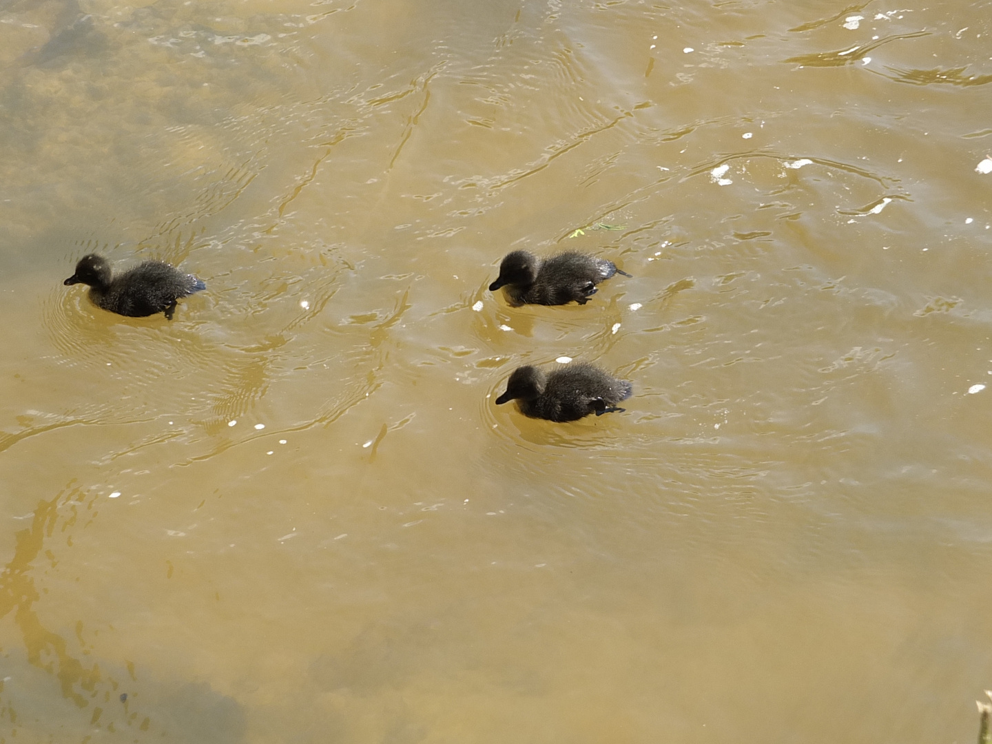 Enten-Kinder-auf dem Weg zur Schule