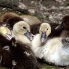 Enten-Kinderstube