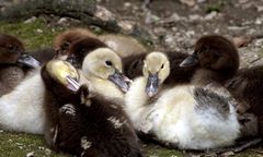 Enten-Kinderstube