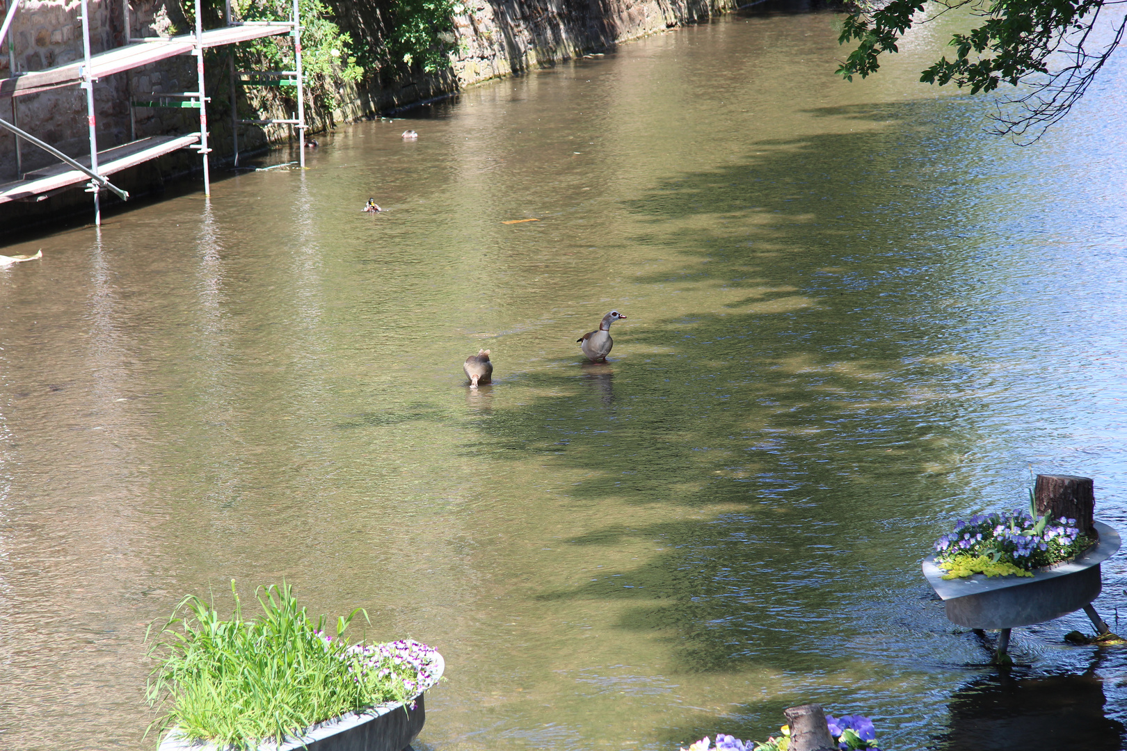 Enten können schwimmen und Gänse müssen laufen