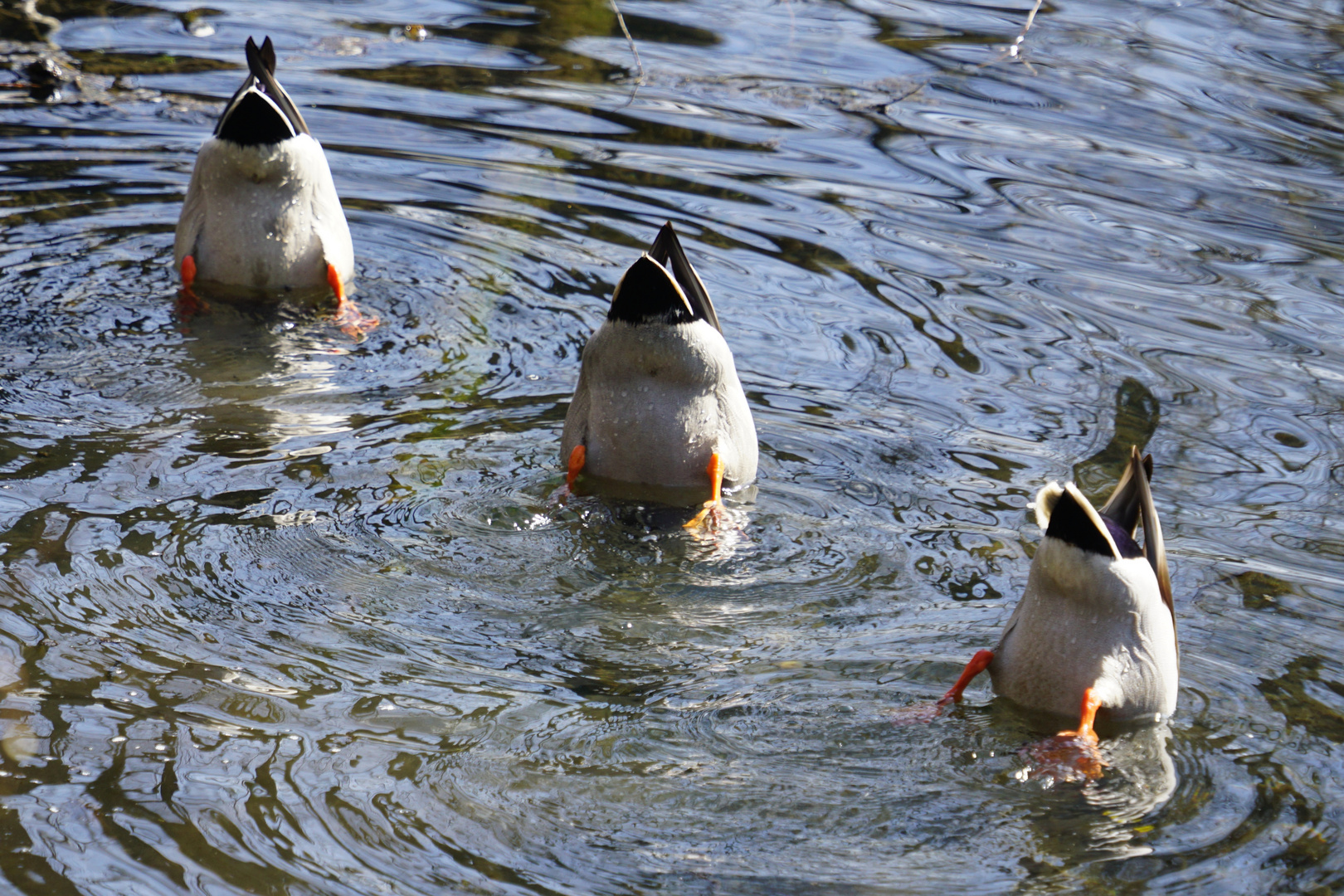 ENTEN - Köpfchen in das Wasser Foto & Bild | wasser, enten