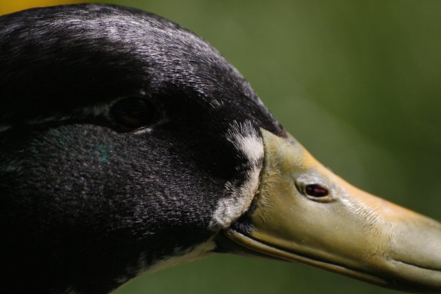 Enten Kopf ganz nah