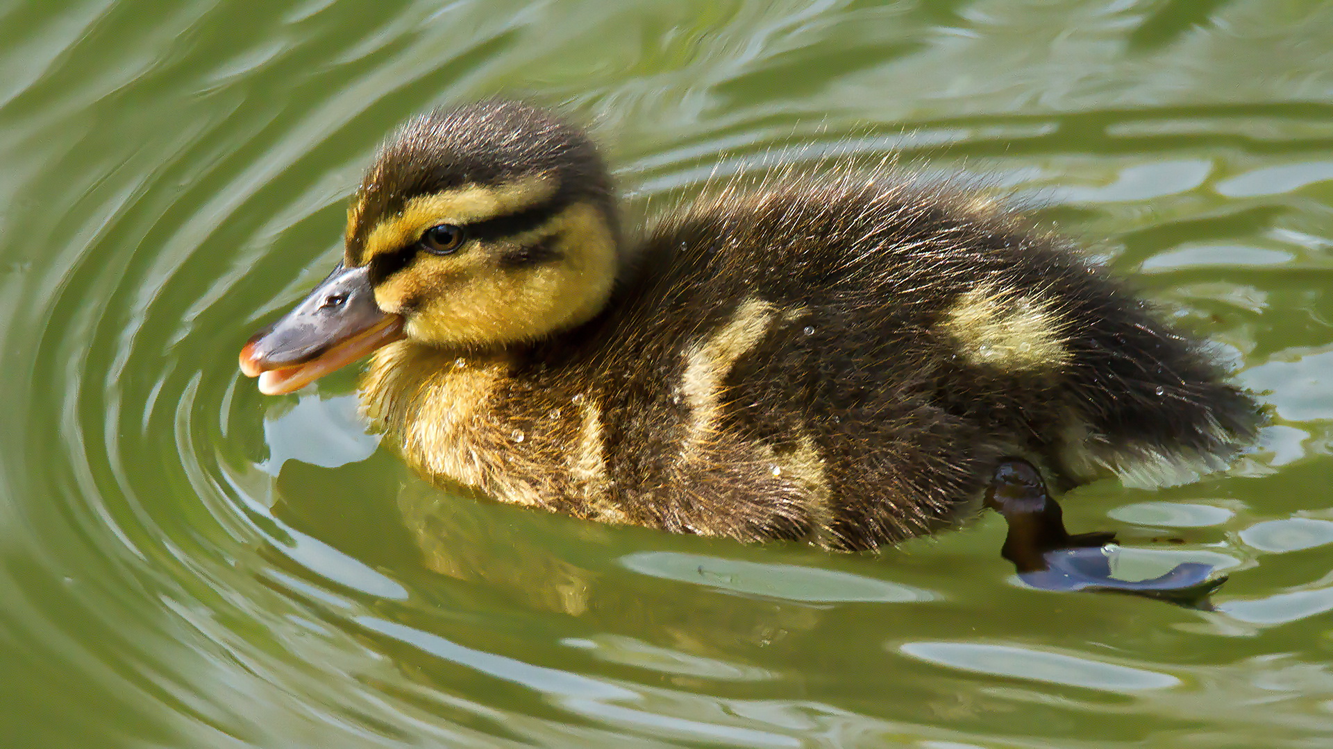 Enten-Küken 001