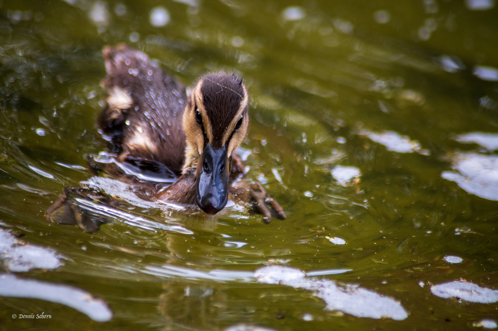 Enten Küken