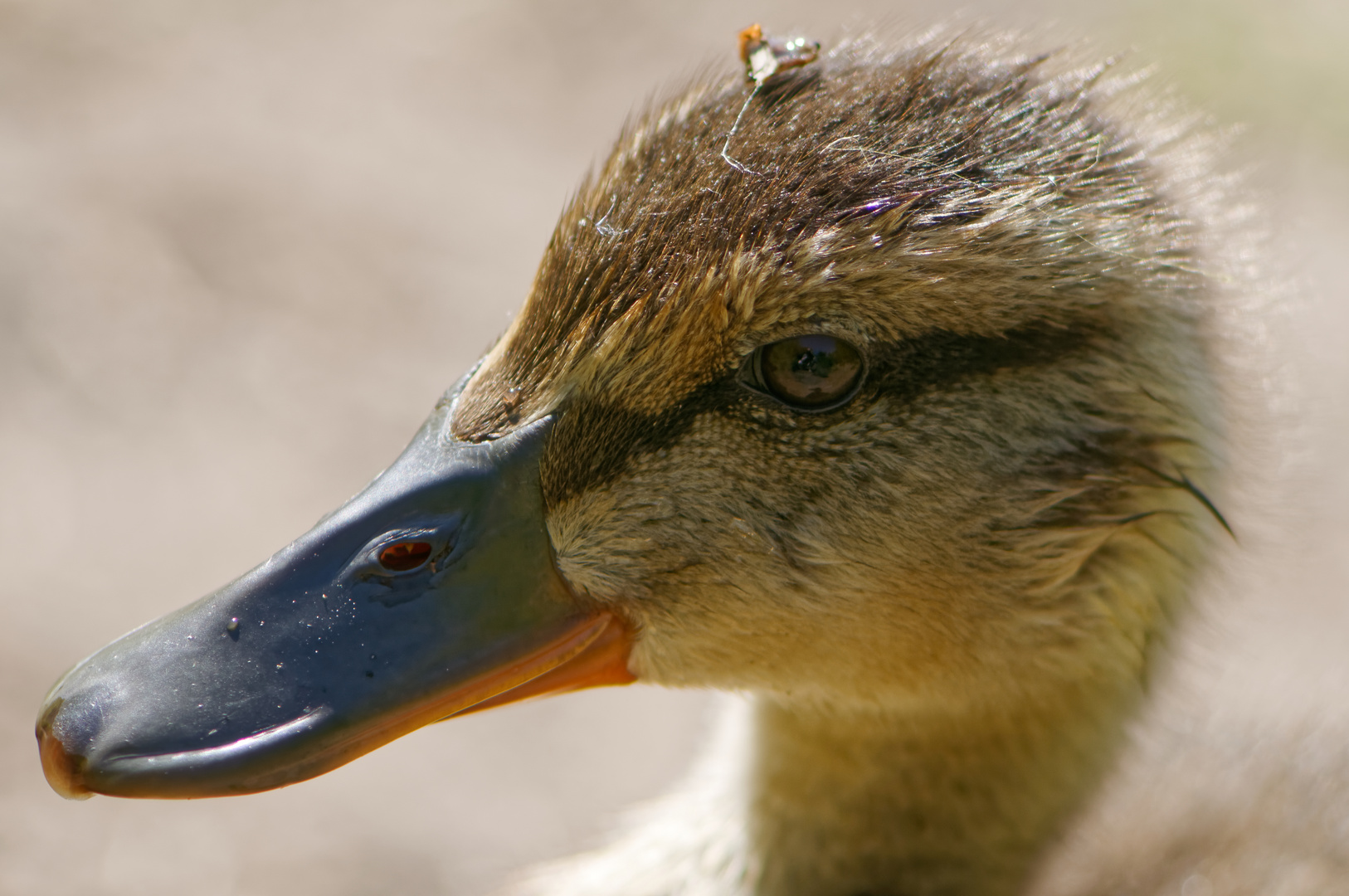 Enten Küken