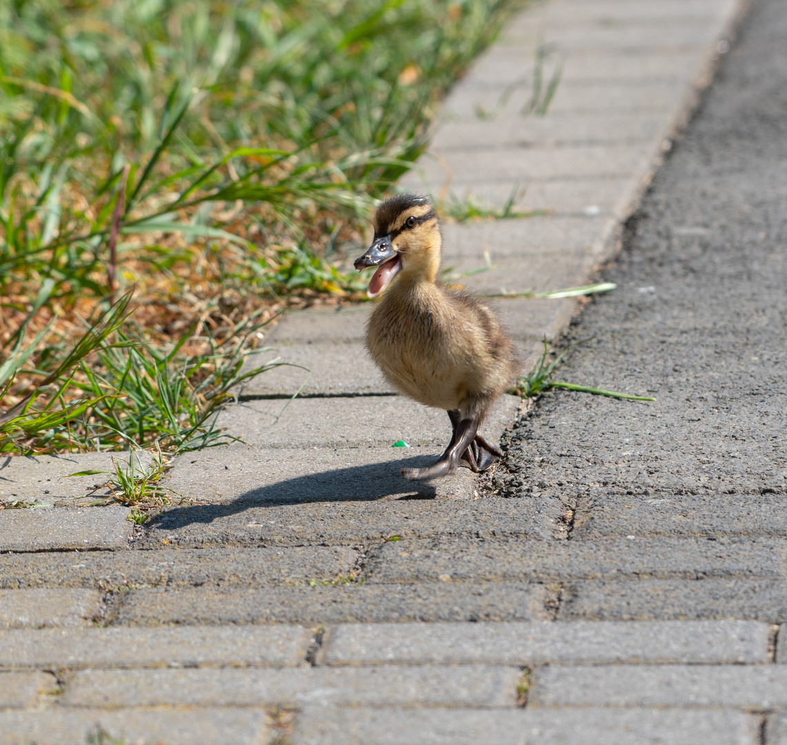 Enten Küken auf Enteckungs Tour