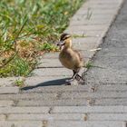 Enten Küken auf Enteckungs Tour