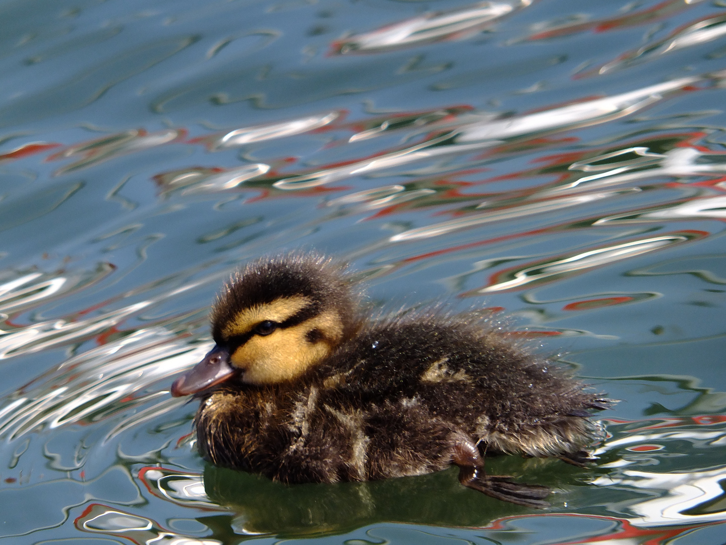 Enten-Küken