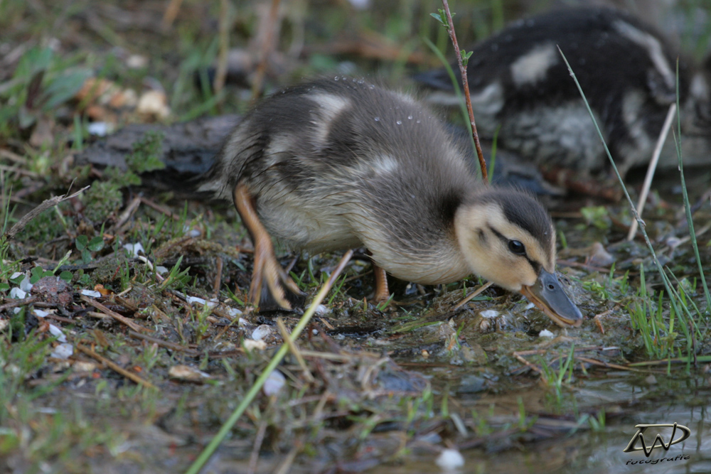 Enten-Küken