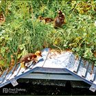 Enten-Küken gehen joggen